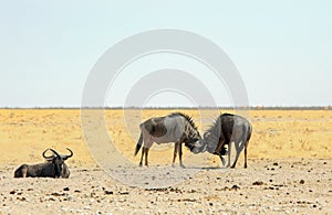 Two Blue wildebeest fighting