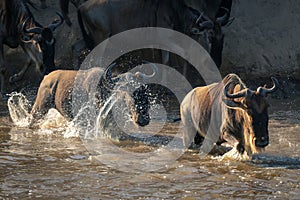 Two blue wildebeest splashing across shallow river