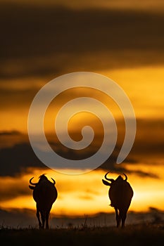 Two blue wildebeest standing on sunset horizon