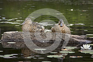 Two blue-winged teals on rock, Limekiln Lake, Adirondack Mountains. photo