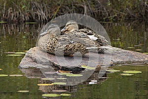 Two blue-winged teals on rock, Limekiln Lake, Adirondack Mountains.