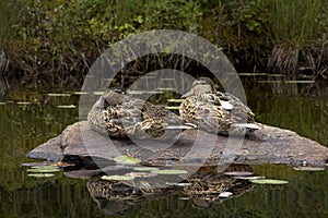 Two blue-winged teals on rock, Limekiln Lake, Adirondack Mountains.