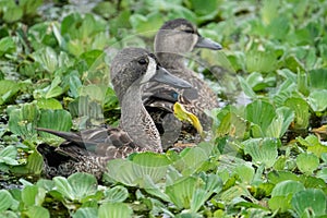 Two blue-winged Teals Swimming through the Marsh