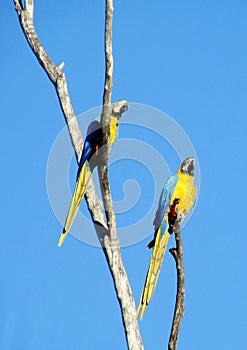 Two blue and yellow ara parrots