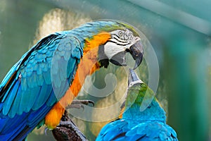 two blue-and-yellow macaw (Ara ararauna), also known as blue-and-gold macaw kissing