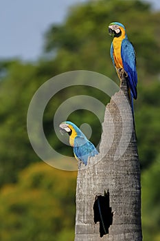 Two Blue-and-yellow macaw on a palm tree stump, Brazil