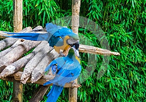 Two blue and yellow macaw parrot birds playing or fighting by putting their beaks into each other