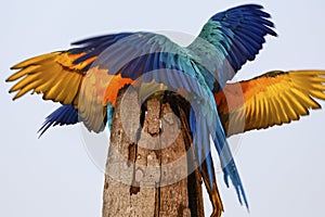 Two Blue-and-yellow macaw spreading wings, San Jose do Rio Claro, Mato Grosso,