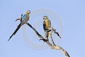 Two Blue and yellow macaws