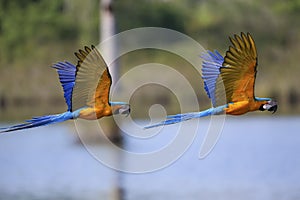 Two Blue-and-yellow macaws in flight, Amazonia, San Jose do