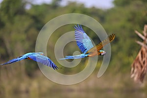 Two Blue-and-yellow macaws in flight, Amazonia, San Jose do