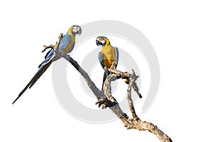 Two Blue and yellow macaws isolated on white