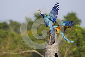Two Blue-and-yellow macaws on a palm tree stump with spread wings, Brazil