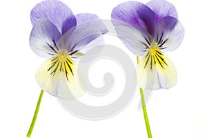 Two Blue and Yellow Pansies Isolated on White Background photo
