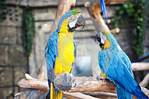 Two blue yellow parrots macaw on branch of old tree. Ara ararauna, Macaw parrot.