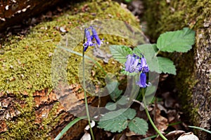 Two bluebells grow in woodland by a mossy log