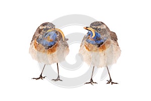 Two bluethroat Luscinia svecica isolated