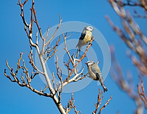 Two bluetit sit on a tree at spring in Jena