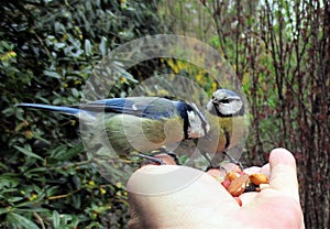 Two bluetits sitting on the fingers and eating nuts.