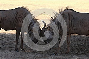 Two Bluewidbeests Connochaetes taurinus fighting.