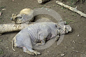 Two boar in Singapore Zoo