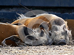 Two boars sleeping next to each other