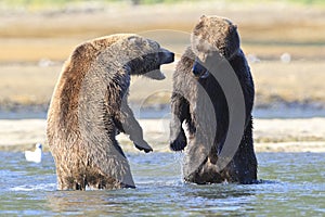 Two boars standing on back legs facing off photo