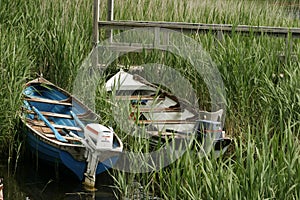 Two Boats In Reeds
