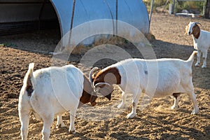 Two boer goats fighting, head against head