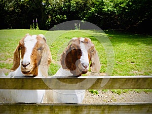 Two Boer goats near the wooden fence.