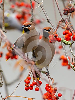 two Bohemian waxwing winter migration