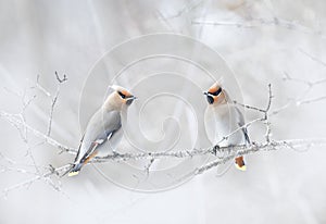 Two Bohemian Waxwings Bombycilla garrulus perched on a branch in a Canadian winter