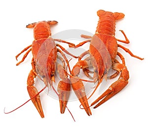 Two boiled crayfish