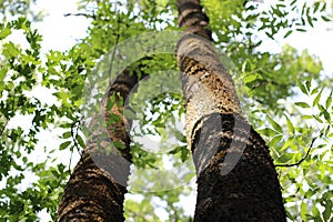 Two boles of the trees in the forest, looking towards the sky