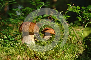 Two boletus edulis mushrooms (cep, penny bun, porcino, porcini, king bolete) grows in the forest among the moss and