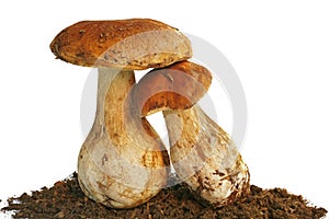 Two Boletus Edulis mushrooms over white background