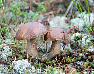 Two boletus mushrooms in the summer forest.