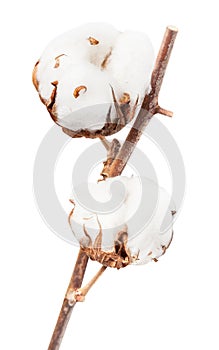 Two bolls of cotton plant with cottonwool on twig