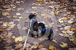 two Bolonka puppies go for a walk on the leash