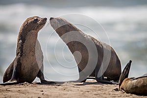 Two bonding Cape fur seals.