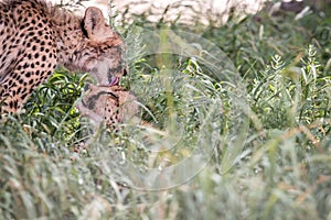 Two bonding Cheetahs.