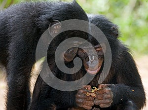 Two Bonobos looking at something. Democratic Republic of Congo. Lola Ya BONOBO National Park.