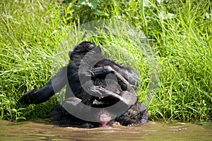 Two Bonobos make love with each other. Democratic Republic of Congo. Lola Ya BONOBO National Park.