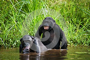 Two Bonobos make love with each other. Democratic Republic of Congo. Lola Ya BONOBO National Park.