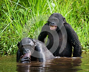 Two Bonobos make love with each other. Democratic Republic of Congo. Lola Ya BONOBO National Park.