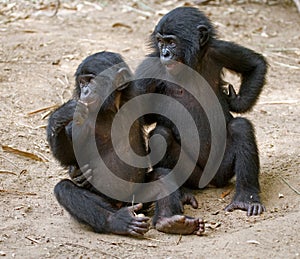 Two Bonobos are sitting on the ground. Democratic Republic of Congo. Lola Ya BONOBO National Park.