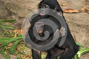 Two Bonobos are sitting on the ground. Democratic Republic of Congo. Lola Ya BONOBO National Park.