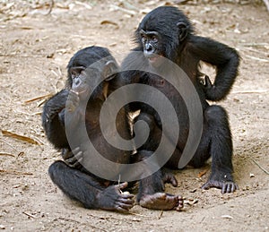 Two Bonobos are sitting on the ground. Democratic Republic of Congo. Lola Ya BONOBO National Park. photo