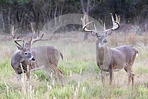 Two Boone and Crockett whitetail bucks photo