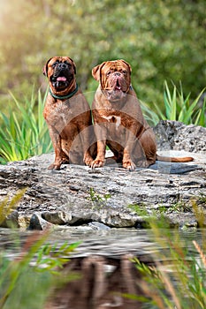 Two Bordeaux Great Danes on a rock by the water